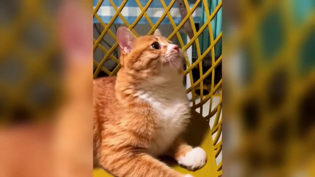 Vídeos Engraçados de Animais – Risadas Garantidas com Pets e Animais Fofos